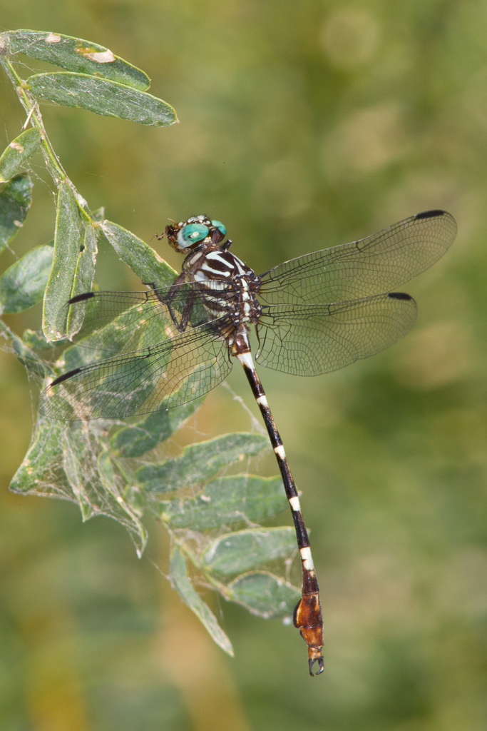 Lesser Forceptails