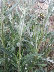 Senecio glomeratus glomeratus