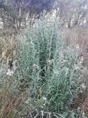 Senecio glomeratus glomeratus