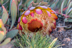 Protea effusa