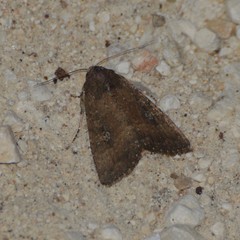 Condica albigera