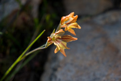 Gladiolus hyalinus