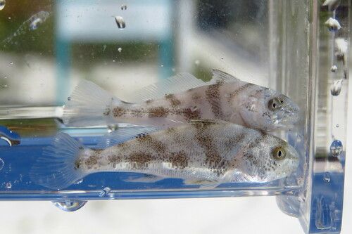 Kingfish (Menticirrhus saxatilis) — Sciaenidae — 5
