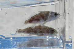Northern Kingcroaker photo 5