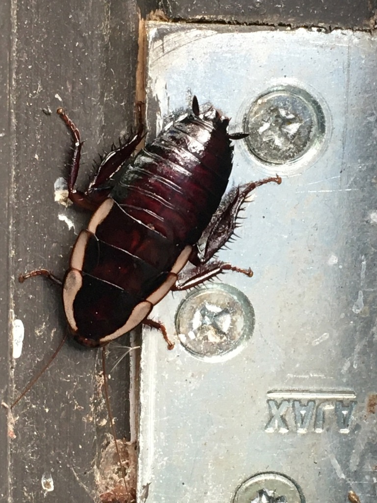 Gisborne Cockroach from Massey University, Palmerston North, New ...