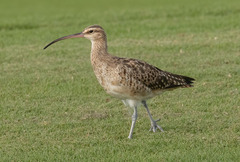 Bristle-Thighed Curlew photo 3
