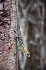 Anolis conspersus