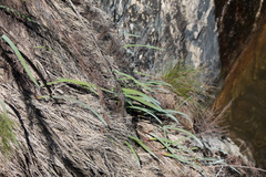 Gladiolus cardinalis