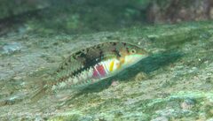 Nebulous Wrasse photo 4
