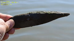 Lanceolaria acrorrhyncha