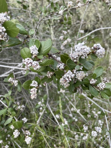 iNaturalist observation photo of Buckbrush