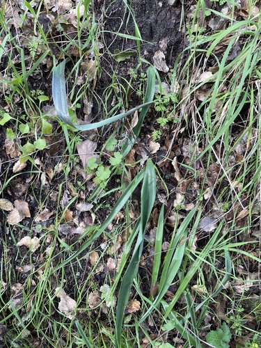 iNaturalist observation photo of White Globe Lily