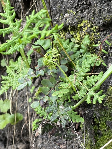 iNaturalist observation photo of goldback fern