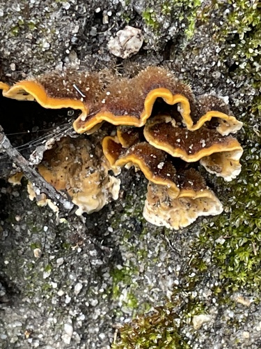 iNaturalist observation photo of hairy curtain crust
