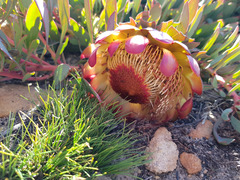 Protea effusa