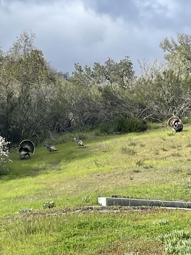 iNaturalist observation photo of Wild Turkey