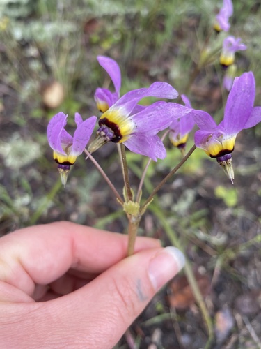 iNaturalist observation photo of Padre's Shooting Star
