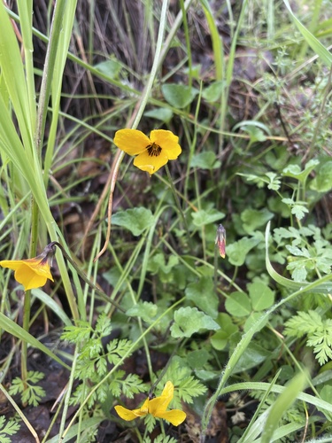iNaturalist observation photo of California Golden Violet