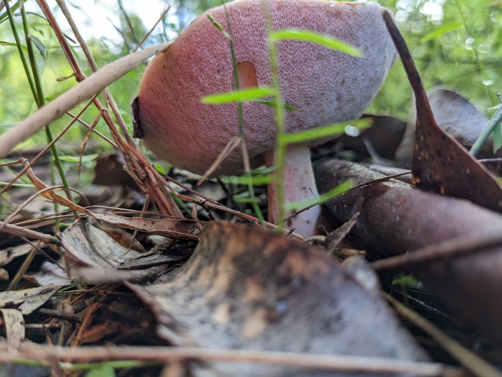 marshmallow bolete from Sherwood NSW 2450, Australia on March 23, 2023 at 0751 AM by andi