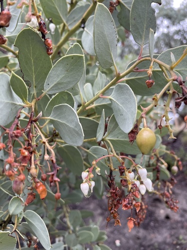 iNaturalist observation photo of Big Berry Manzanita