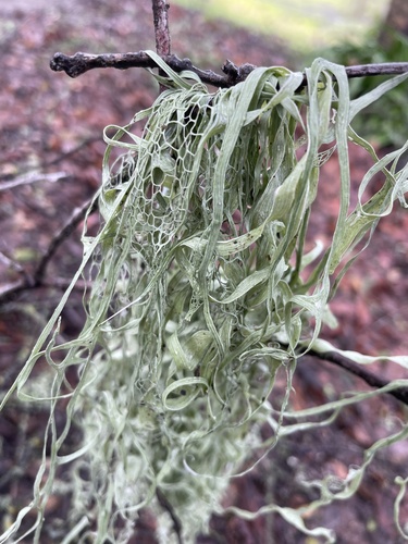 iNaturalist observation photo of lace lichen