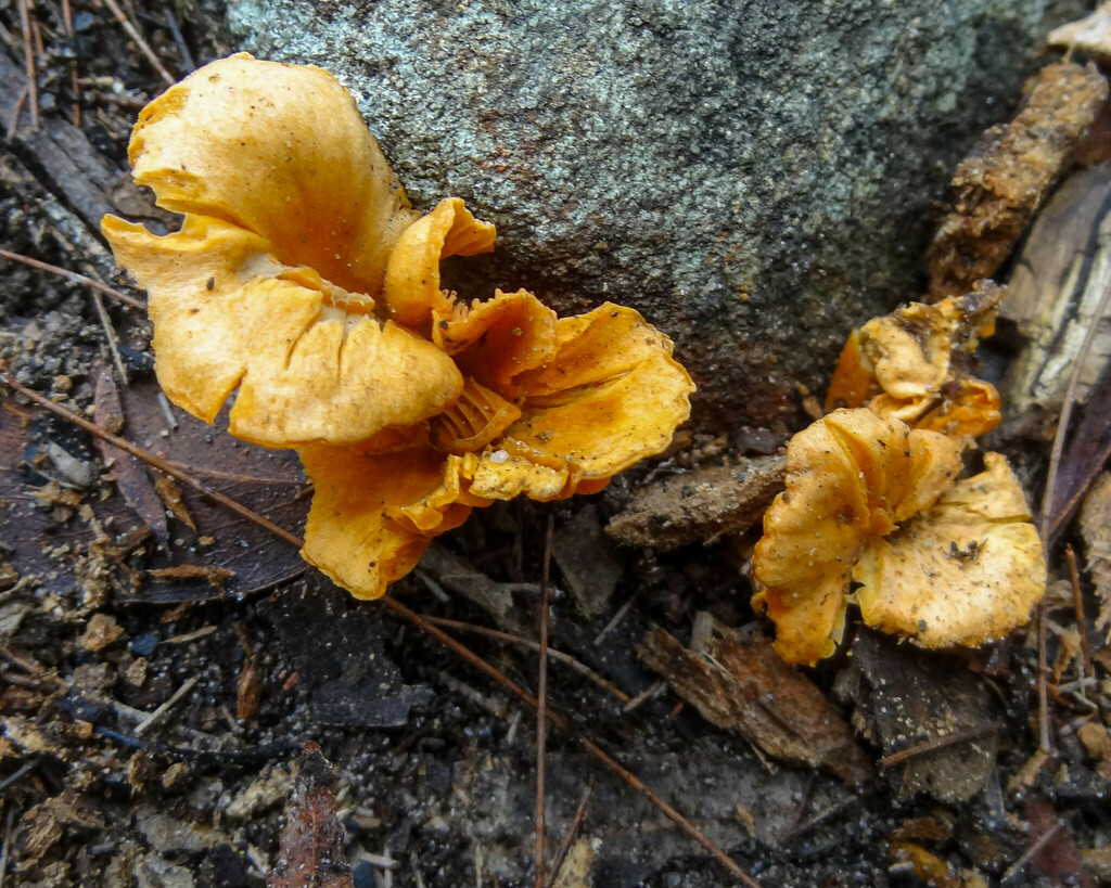 Australian chanterelle from Lane Cove National Park, Chatswood West NSW