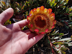 Protea effusa