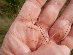 Aristida desmantha