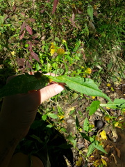 Bidens comosa