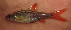 Enteromius fasciolatus