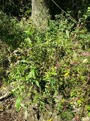 Bidens comosa