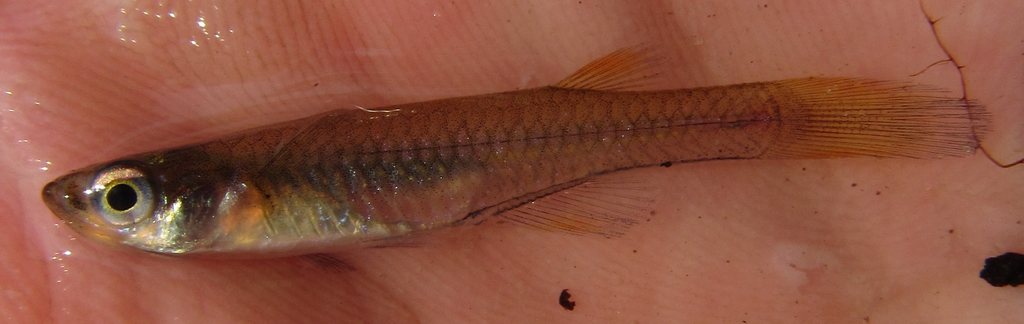 Johnston's topminnow (Micropanchax johnstoni) — Poeciliidae