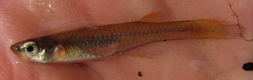 Johnston's topminnow (Micropanchax johnstoni) — Poeciliidae