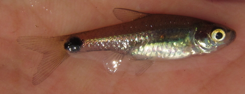 Spottail barb (Enteromius afrovernayi) — Cyprinidae — 3