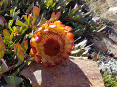 Protea effusa