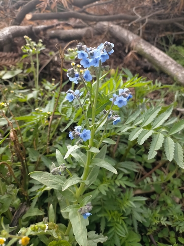 Cynoglossum amabile image