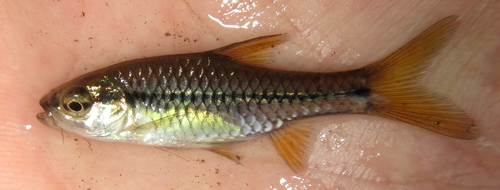 Enteromius kerstenii