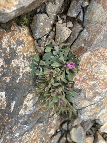 Image of Collomia debilis by (c) Max Miley, some rights reserved (CC BY)