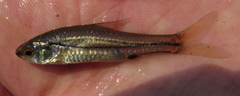 Enteromius bifrenatus