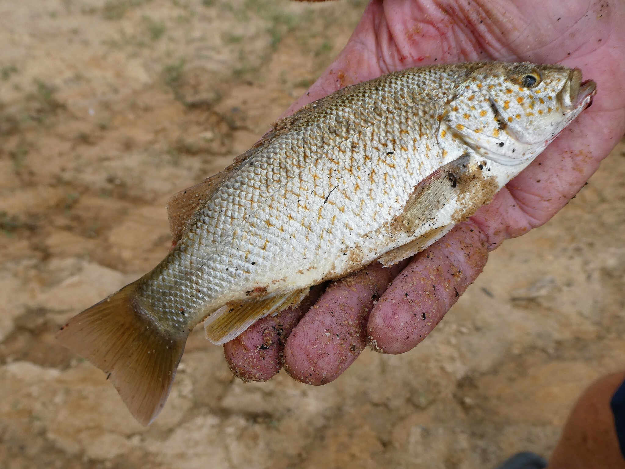 Leiopotherapon unicolor (Günther, 1859)