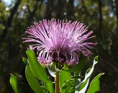 Isopogon latifolius