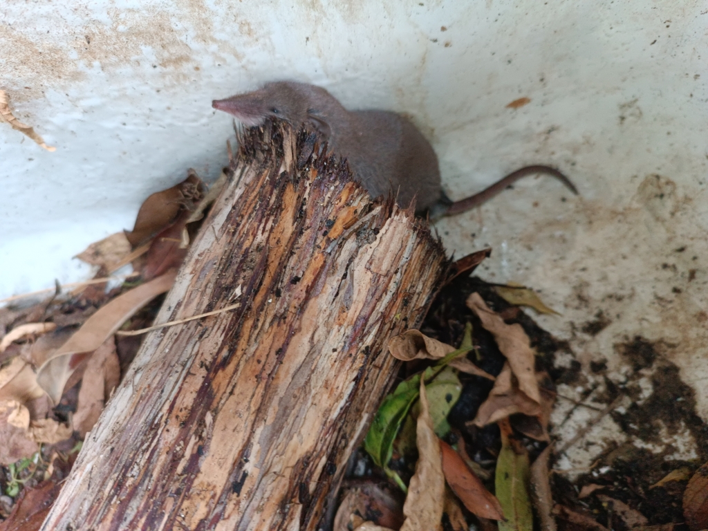 Lesser White-toothed Shrew from Stanford, 7210, South Africa on March ...