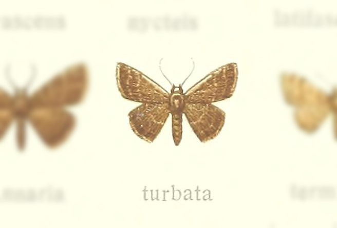 Leptostales turbata