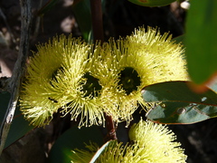 Eucalyptus preissiana