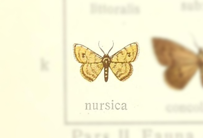 Leptostales terminata