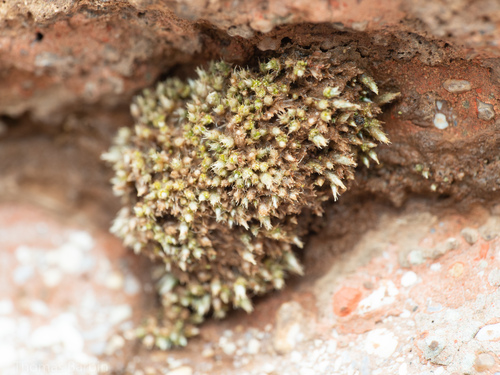 Bryum argenteum observed 2023-03-22