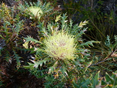 Banksia armata
