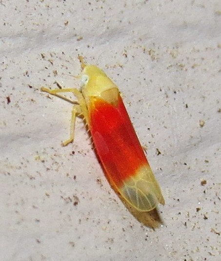 Ossiannilssonola tunicarubra
