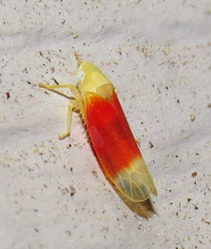 Ossiannilssonola tunicarubra