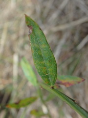 Genista tinctoria